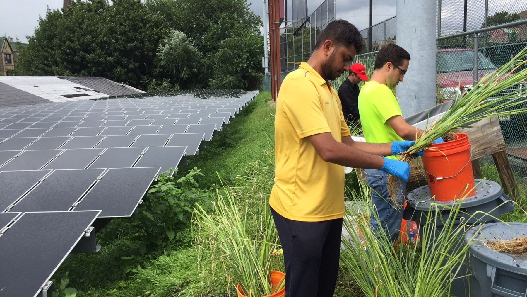 Students planting grass near solar panels