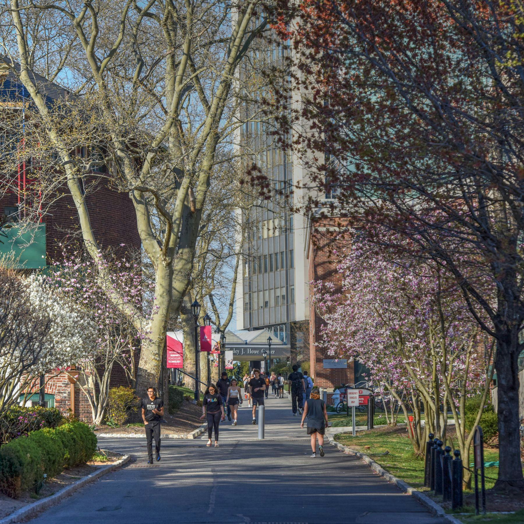 Campus in the spring, looking up Wittpenn walk