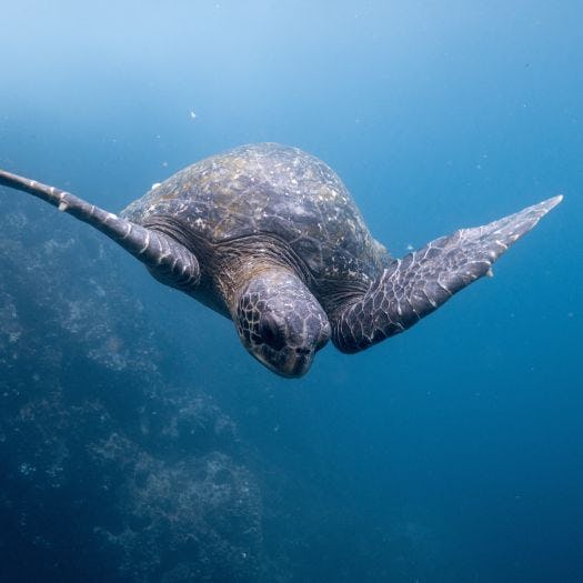 Turtle in Galapagos islands